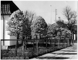 Kronprinsensvej 59 med blomstrende forsytier 1960 - Foto: Knud Tüchsen