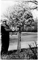 August Bruhn ved et af sine forsytiatræer 1960 - Foto: Knud Tüchsen